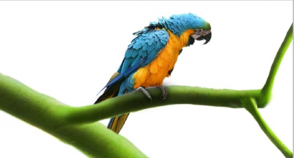 Creation of Naturaleza: Step 4